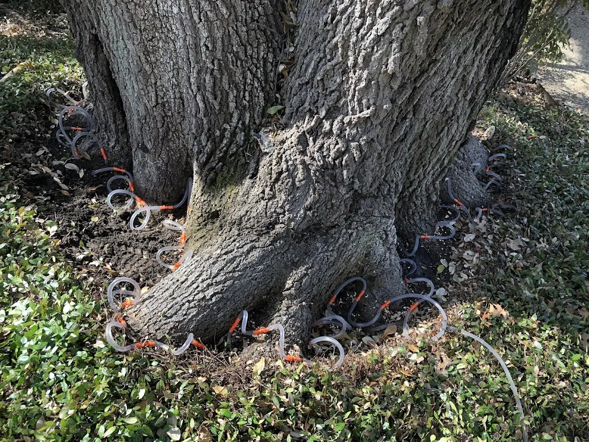 Detailed Tree Cabling and Bracing job site in Grethel