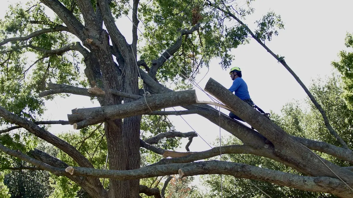 Professional Crown Thinning performed by certified arborists in Grethel