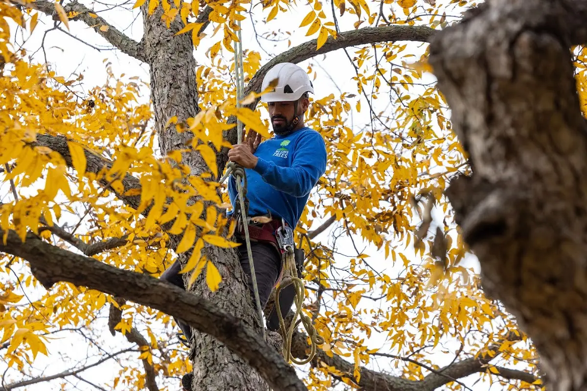 Skilled Tree Trimming crew working in Grethel