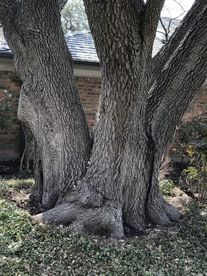 Mature heritage tree close to a Grethel property cared for by certified arborists